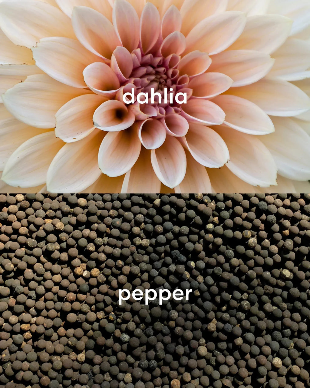 Close-up of a dahlia flower with 'dahlia' text above and black peppercorns with 'pepper' text below.