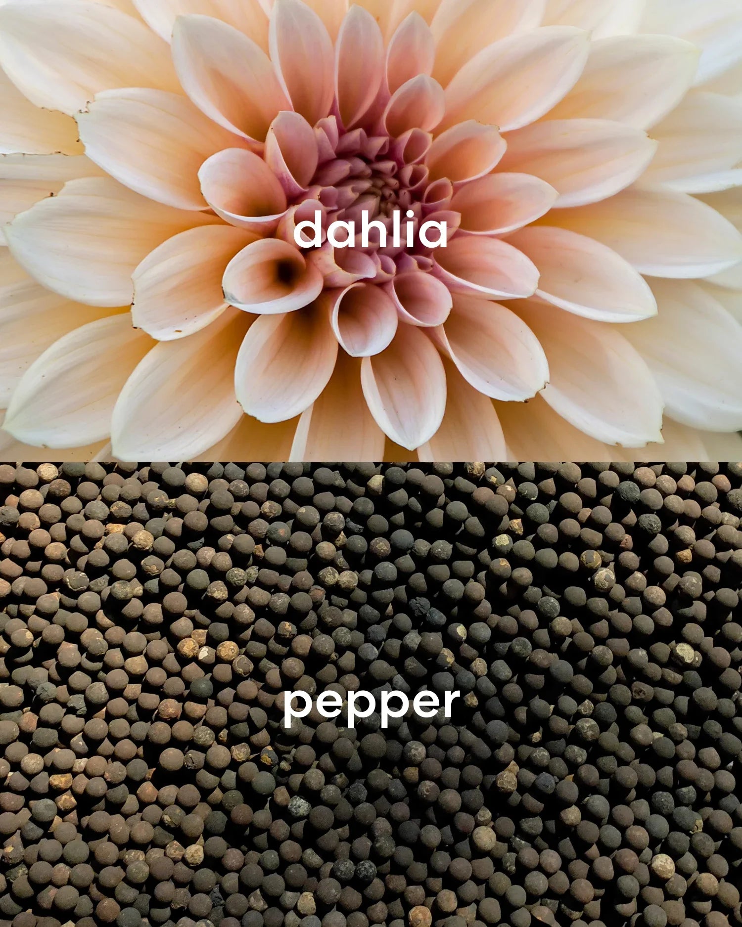 Close-up of a dahlia flower with 'dahlia' text above and black peppercorns with 'pepper' text below.