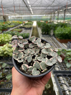 ed leaves edged in cream and pink trailing from a black nursery pot.