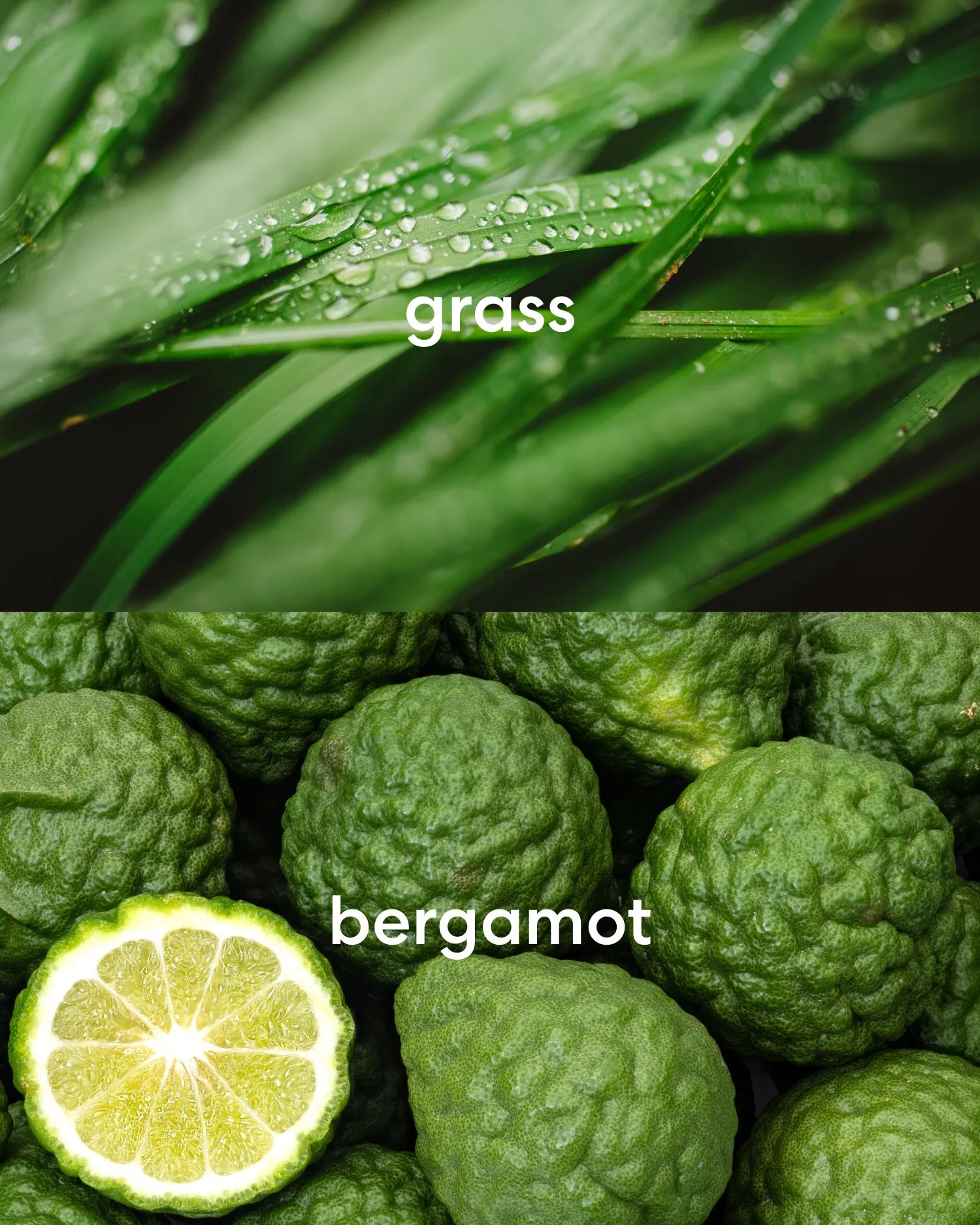 Close-up of grass with water droplets and a pile of bergamot fruits.