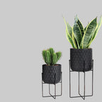 Two potted plants on stands with grey background