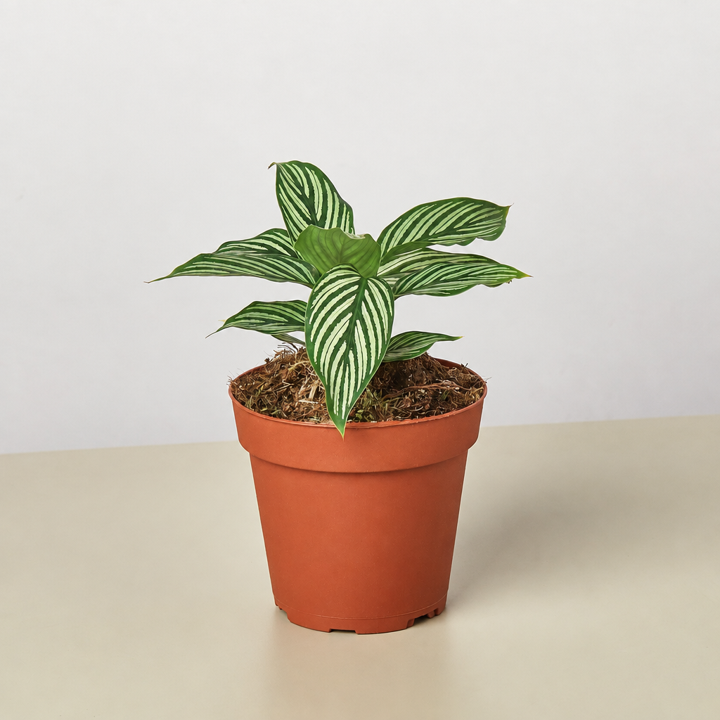 Potted plant on a plain background