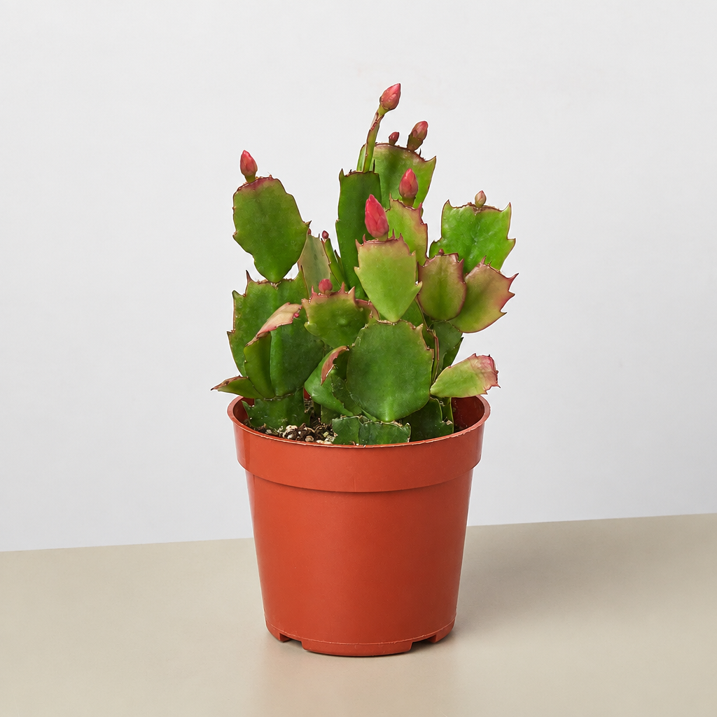 A potted cactus (Schlumbergera) with green segmented leaves and pinkish-red tips, in a terracotta-colored plastic pot, set against a plain light gray background.