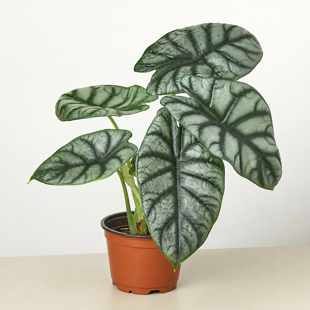 A potted Alocasia plant with large, patterned green and silver leaves, in a brown plastic nursery pot, set against a plain white background.