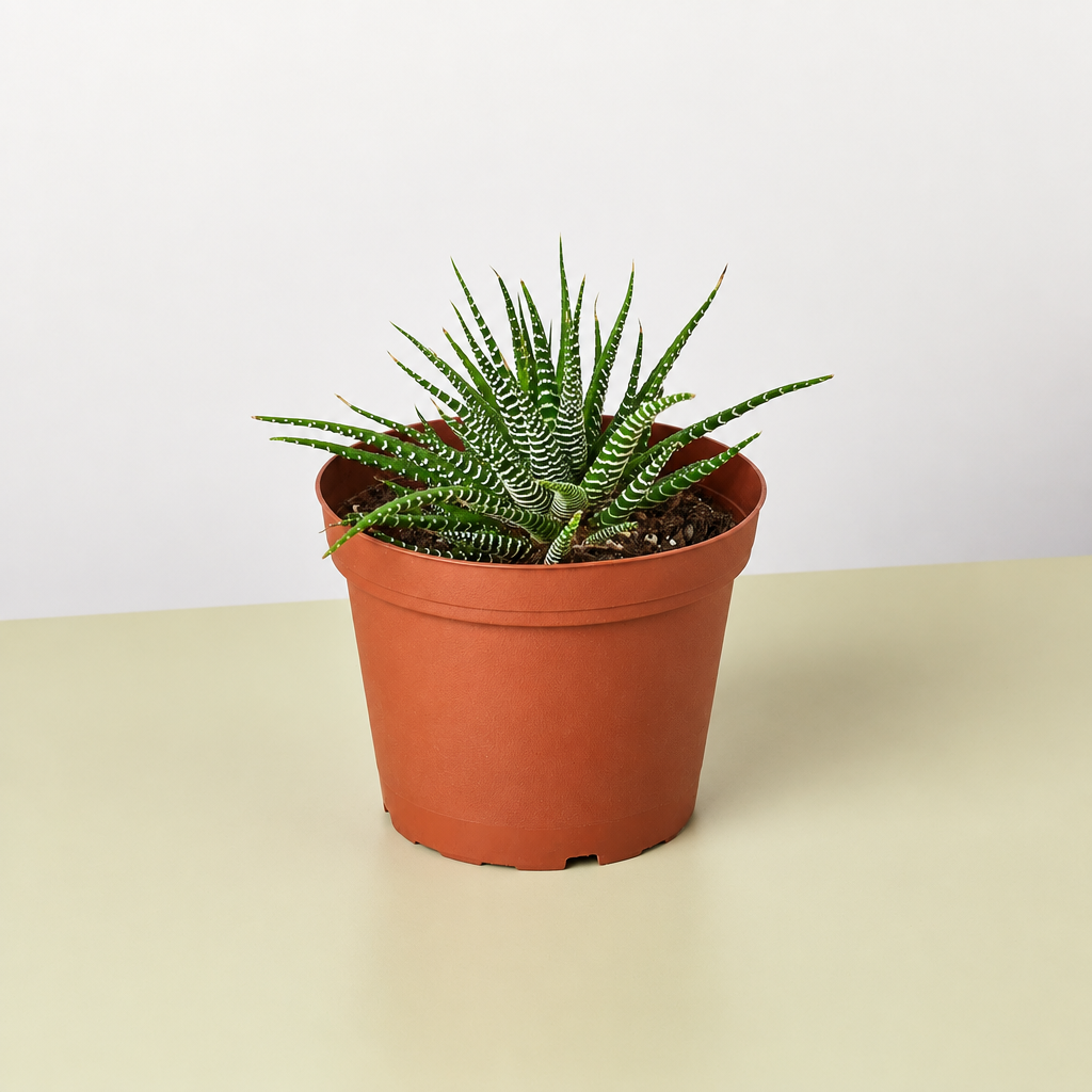 Potted plant on a beige surface.