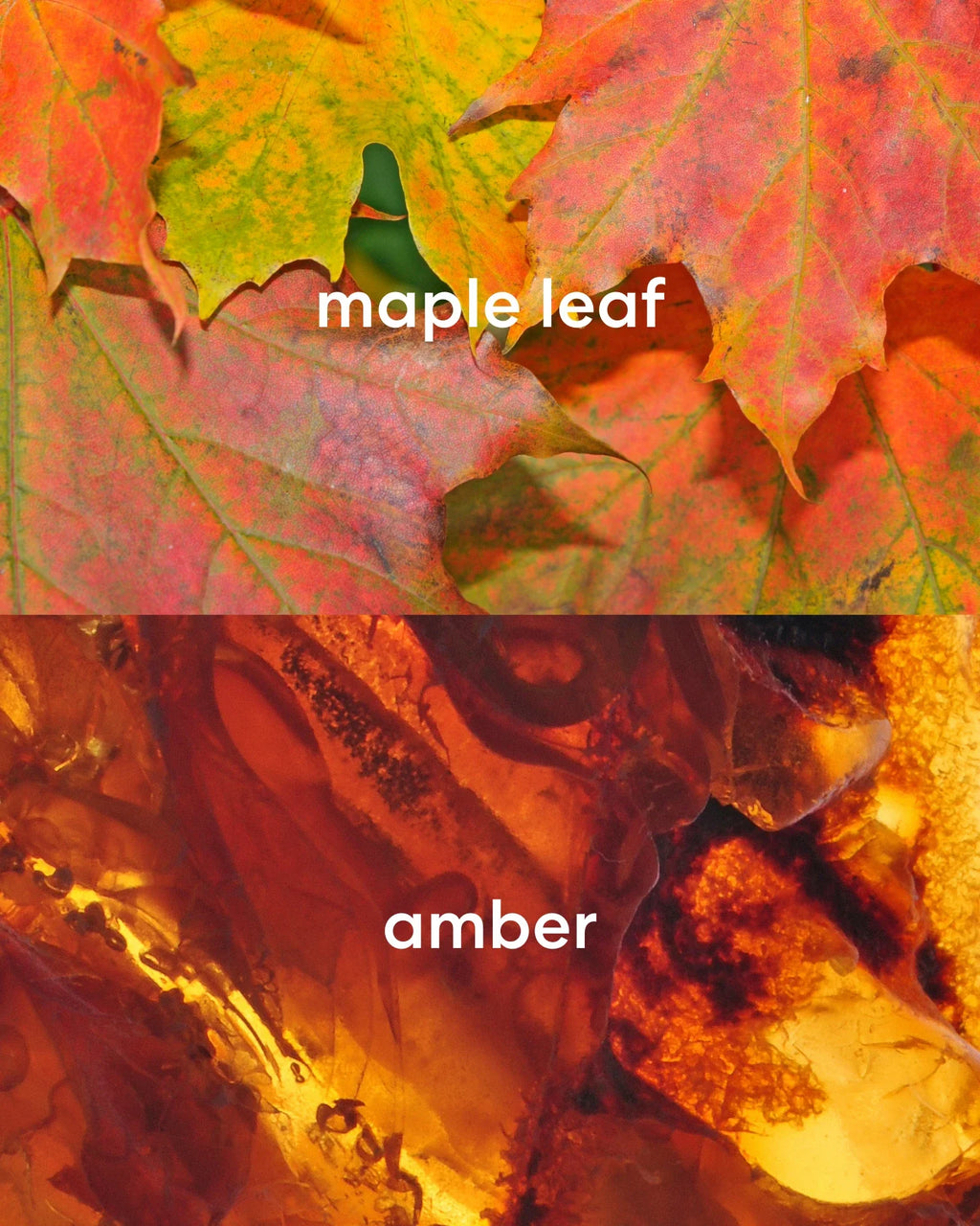 Two images of maple leaves with 'maple leaf' text above and amber-colored stone with 'amber' text below.