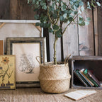 Potted plant in a woven basket on a wooden floor with framed artwork and books in the background.