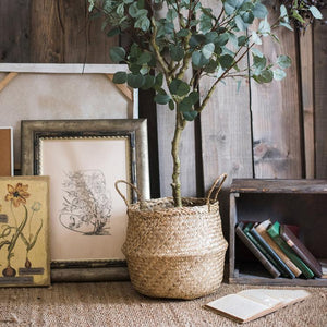 Potted plant in a woven basket on a wooden floor with framed artwork and books in the background.