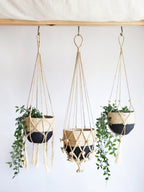 Three macrame plant hangers with plants against a white background