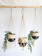 Three macrame plant hangers with plants against a white background